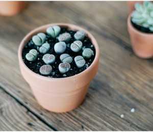 Groothandel op maat grote terracotta bloempot tuin terra cotta pot ronde keramische succulente potplanter