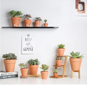 Planta de flores decorativas personalizadas suculentas com baixo MOQ interno ao ar livre mini vaso de barro terracota